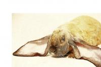 Anglický baran (AB)