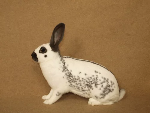 Anglický strakáč (AS)