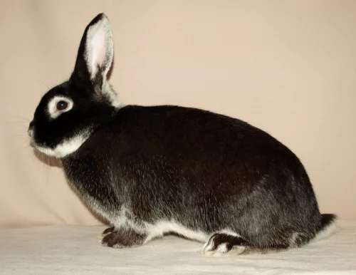 Bielopesíkatý (Bi)