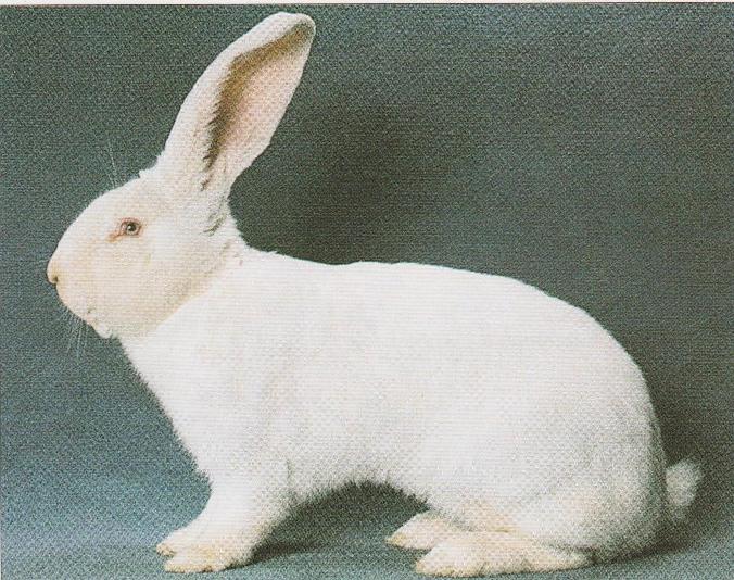 Belgický obor albín (BOA)