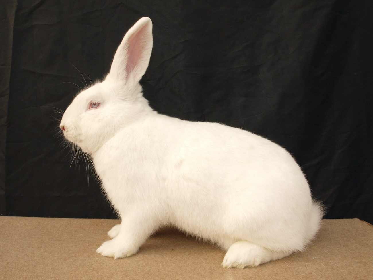 Český albín (ČA)