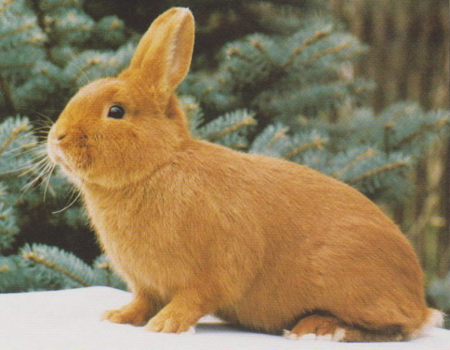 Český červený (Čč)