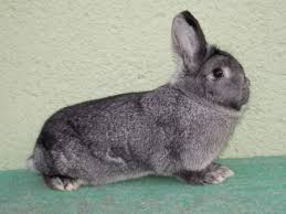 Činčila malá (Čm)