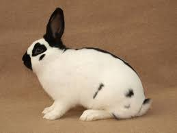 Český strakáč (ČS)