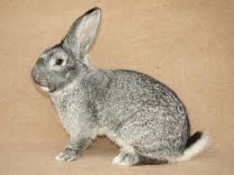 Činčila veľká (Čv)