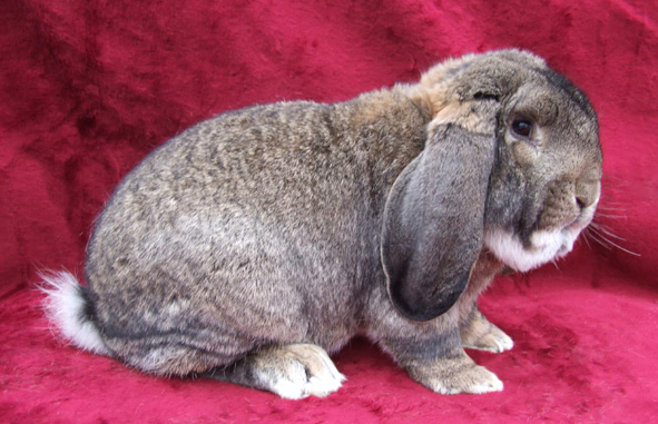 Francúzsky baran (FB)