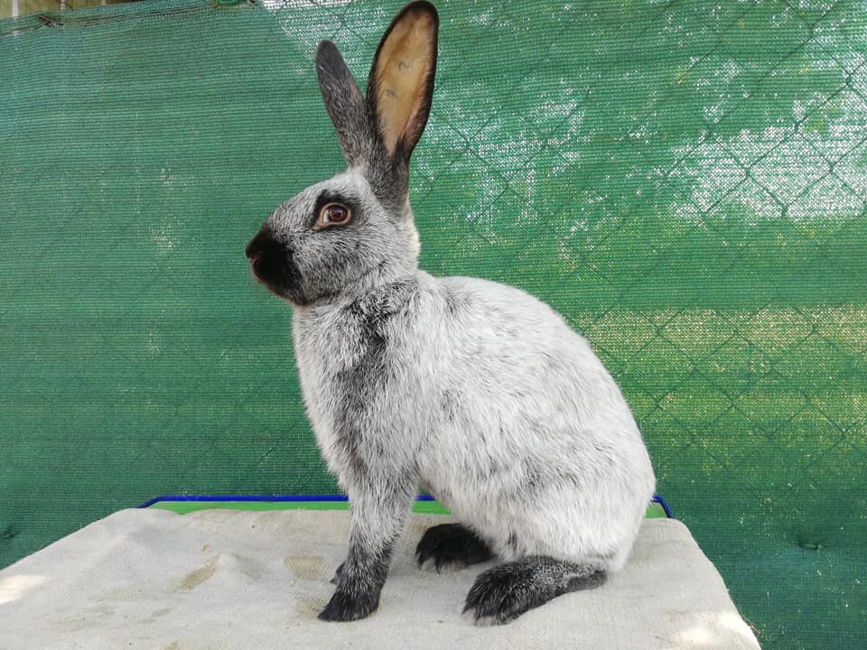 Francúzsky strieborný (Fs)