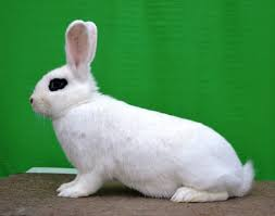 Hototský biely (Hb)