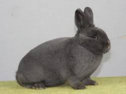 Holíčsky modrý (Hm)