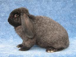 Meisenský baran (MB)