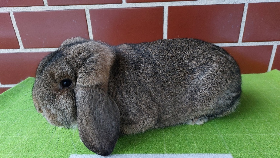 Maličký baran (MalB)