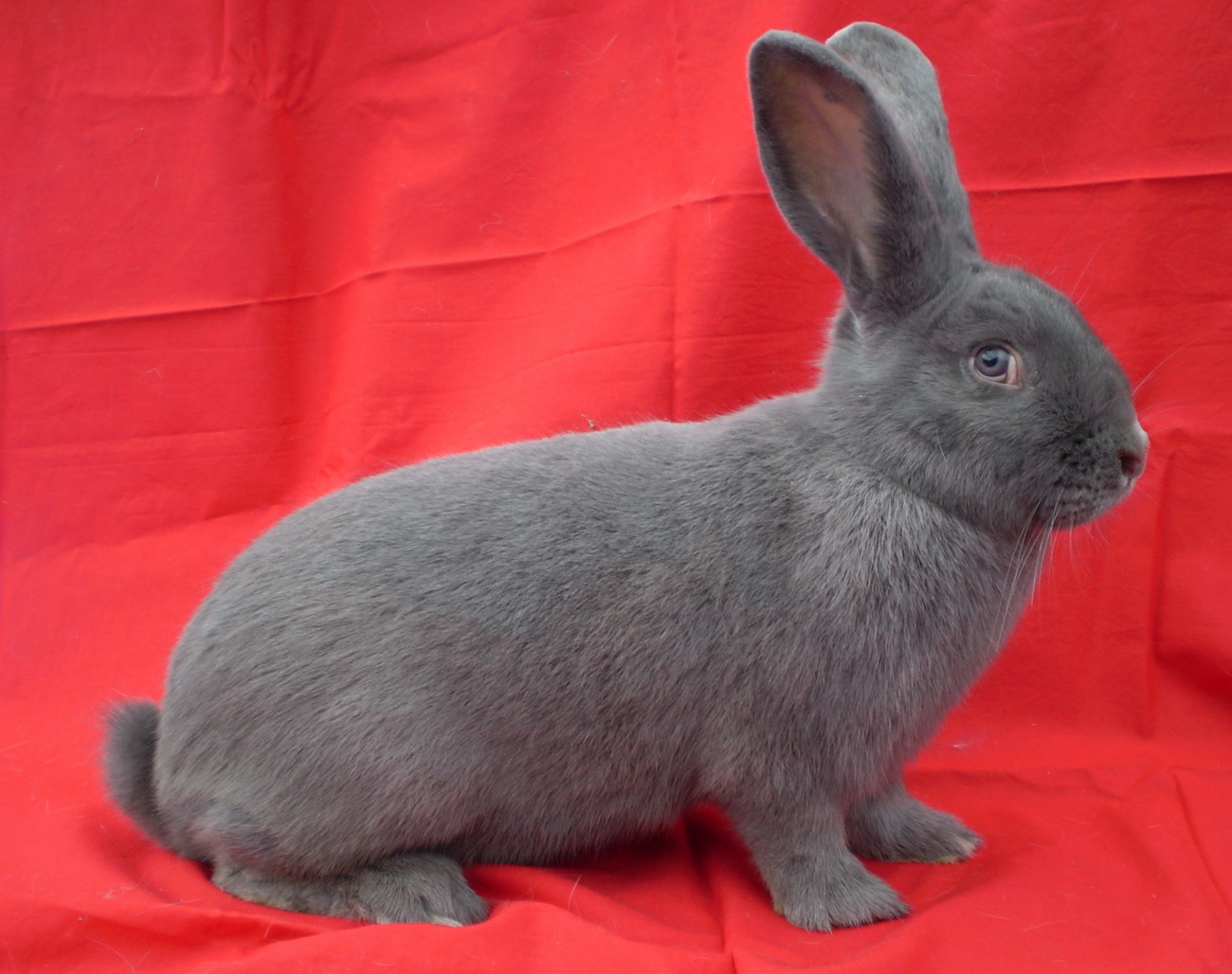 Moravský modrý (Mm)