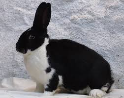 Meklenburský strakáč (MS)