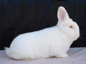 Novozélandský biely (Nb)