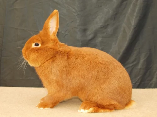 Novozélandský červený (Nč)