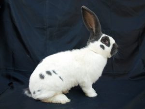 Nemecký obrovitý strakáč (NoS)