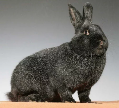 Nemecký veľký strieborný (Nvs)