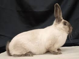 Siamský veľký (Siv)