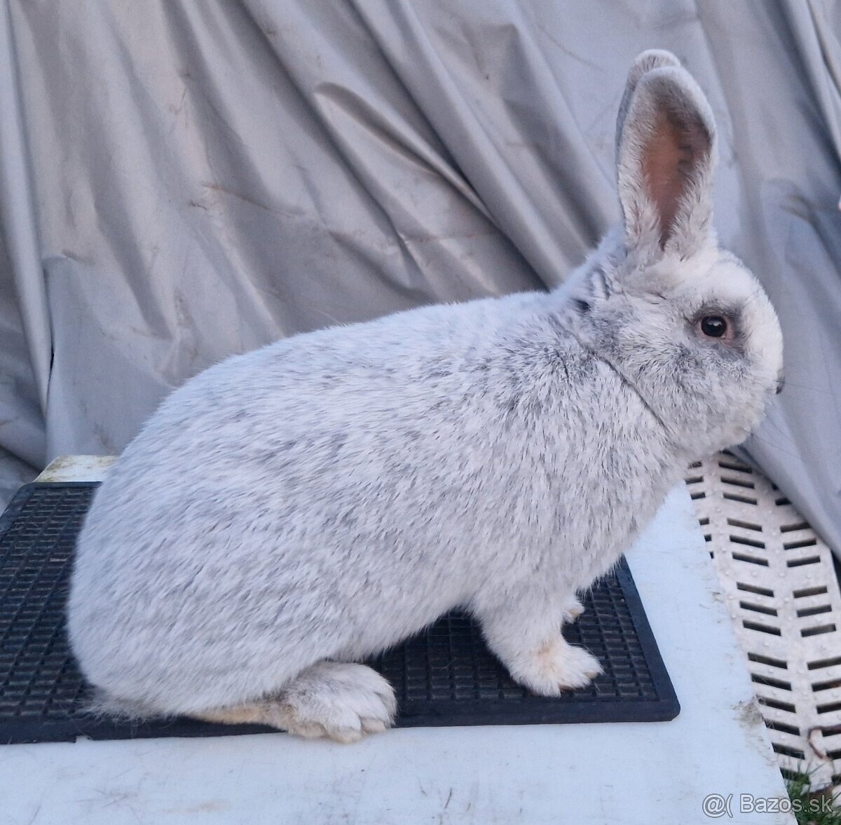 Veľký svetlý strieborný (VSS)