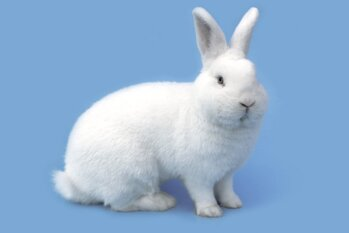 Viedenský biely (Vb)