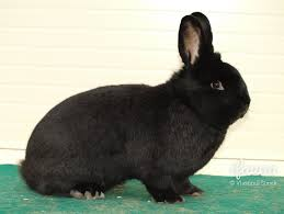 Viedenský čierny (Vč)