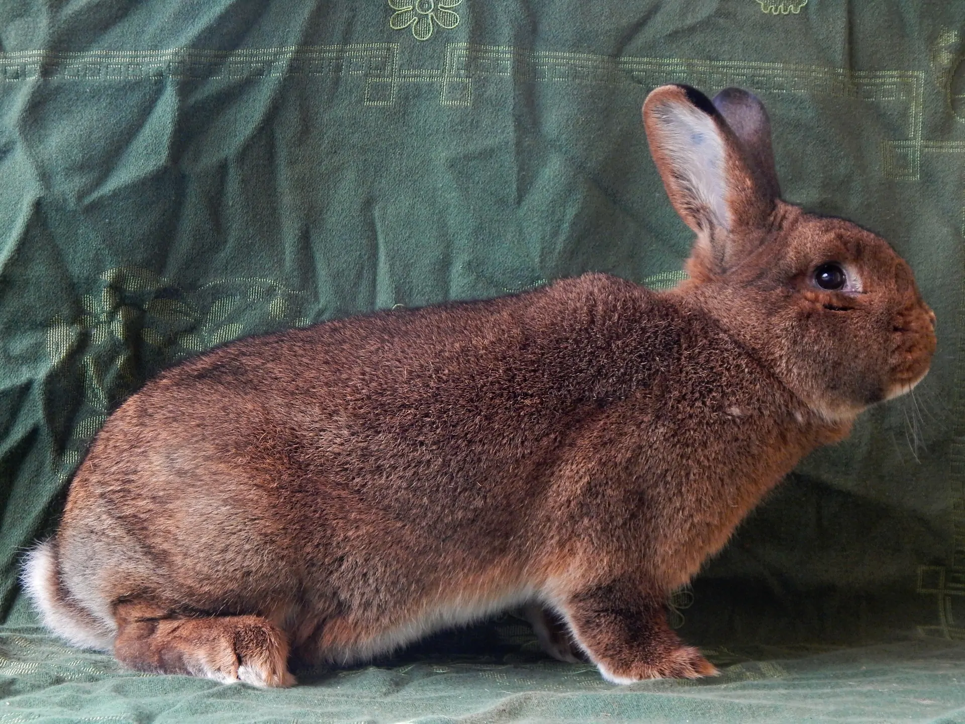 Viedenský divo sfarbený (Vdiv)