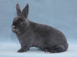 Viedenský modrý (Vm)